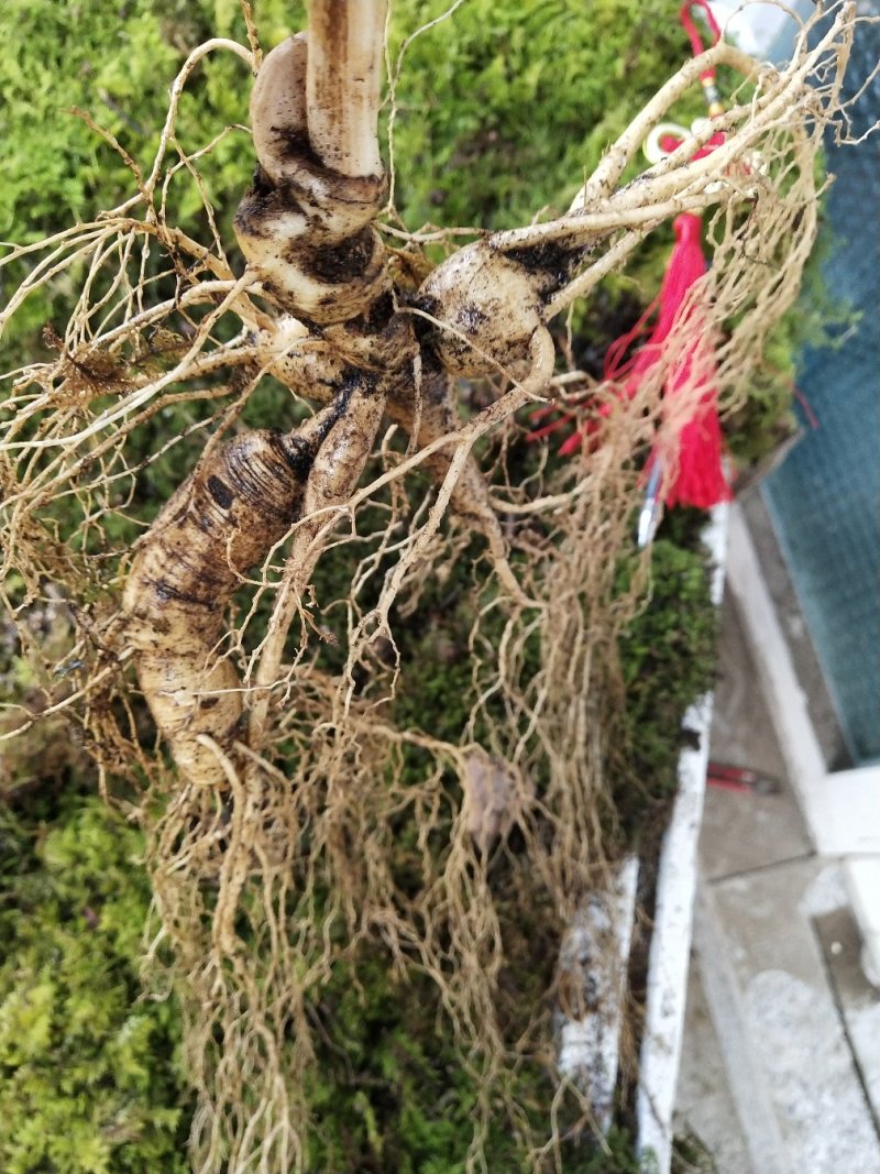 长白山老山参