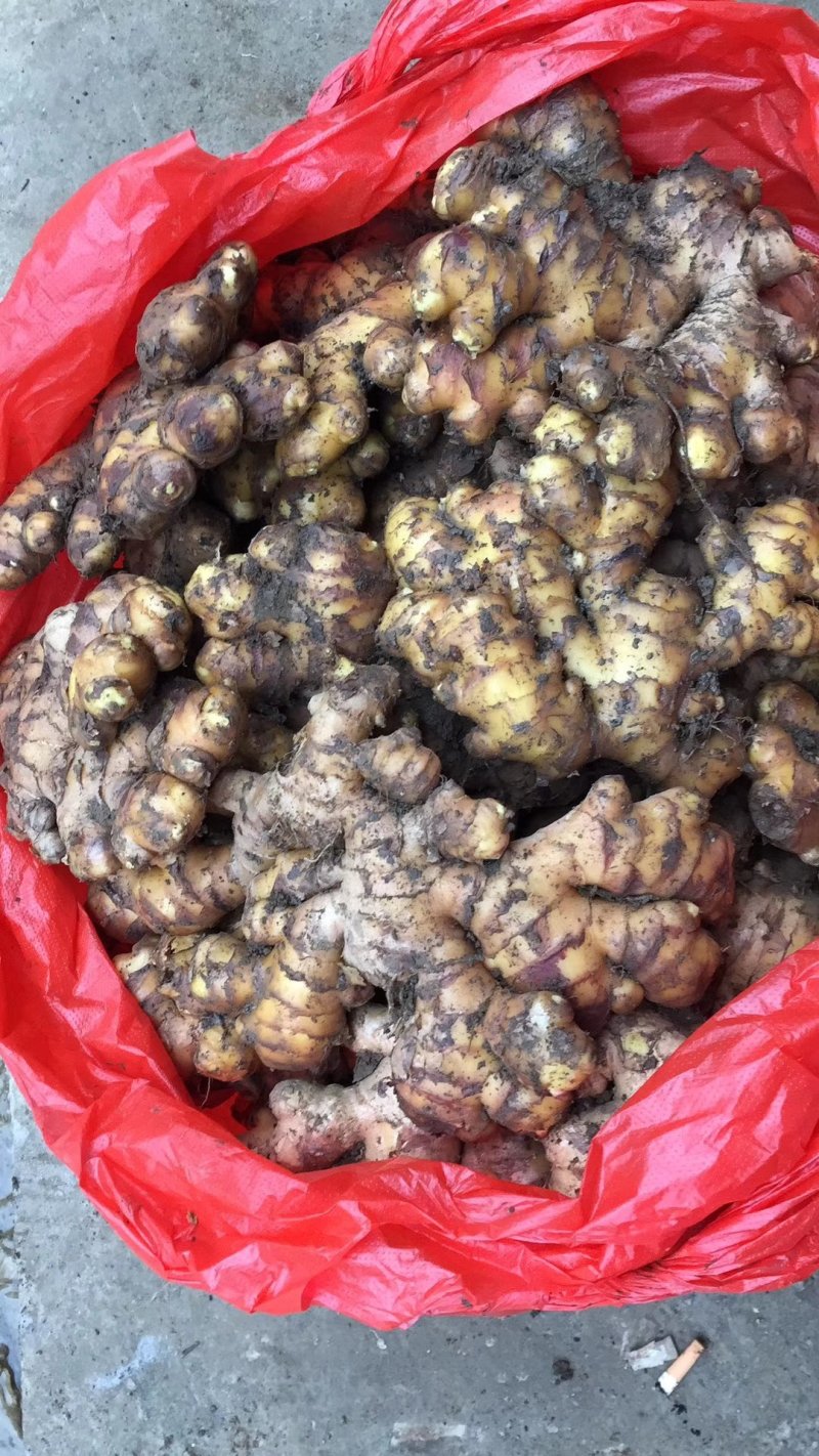 二黄姜精品二姜窖姜黄姜，有独特的辛辣芳香，