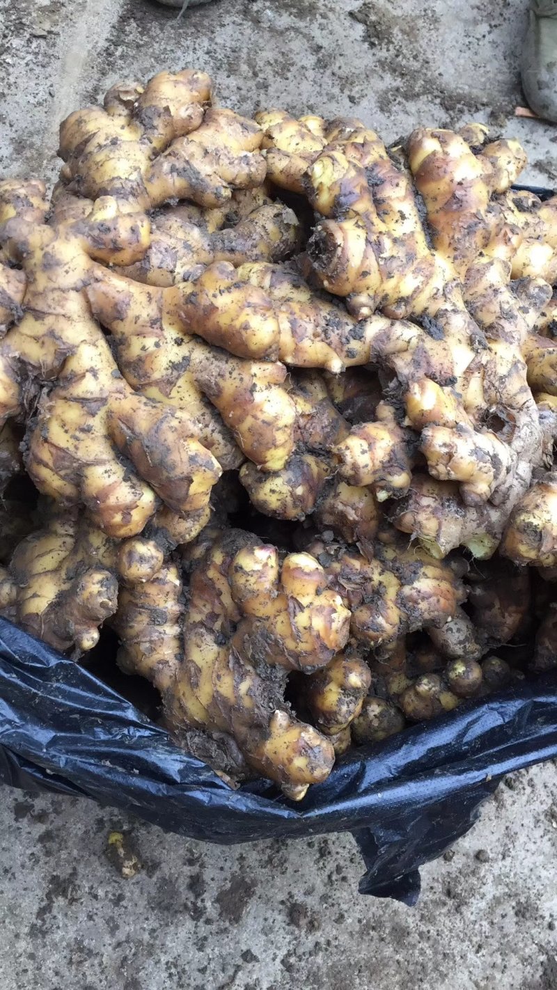 二黄姜精品二姜窖姜黄姜，有独特的辛辣芳香，
