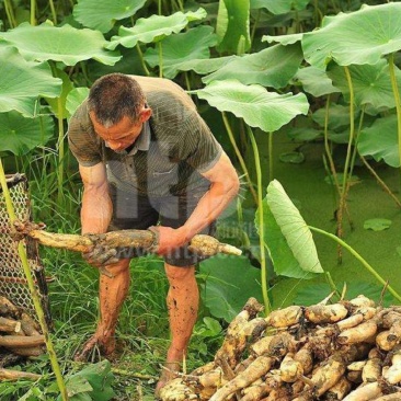 红莲藕，批发，量大优惠一万斤起批