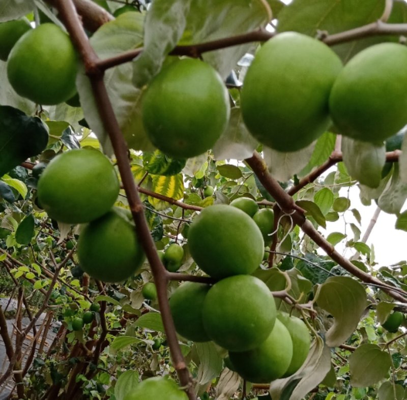 蜜丝枣、牛奶枣