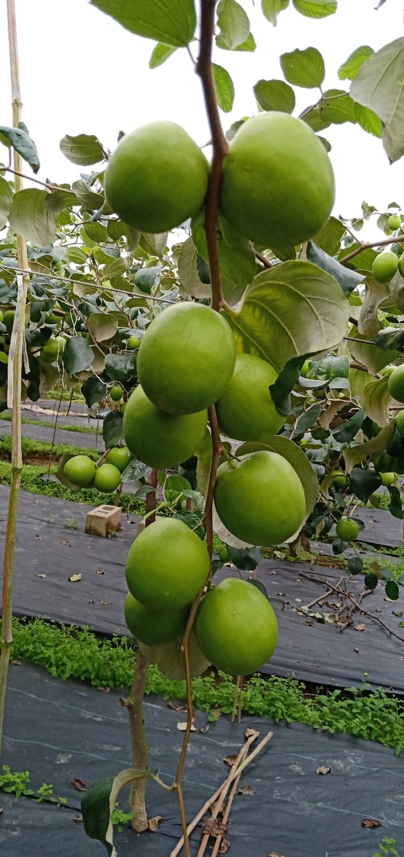 蜜丝枣、牛奶枣