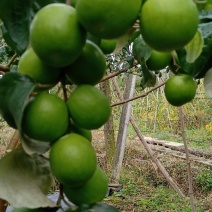 蜜丝枣、牛奶枣