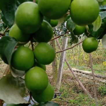 蜜丝枣、牛奶枣