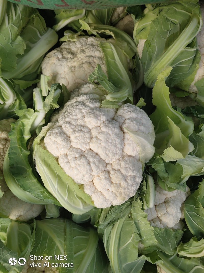 精品实花菜，散花菜，基地直供，提供各种包装，诚信代办！