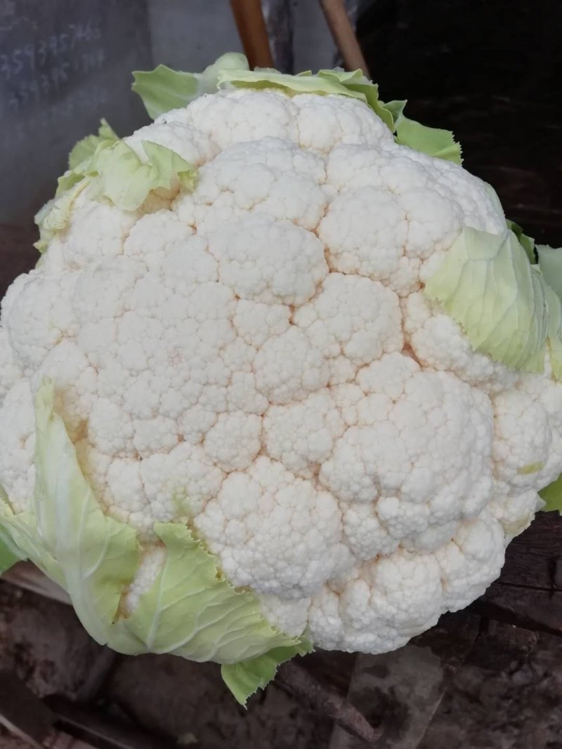 精品实花菜，散花菜，基地直供，提供各种包装，诚信代办！
