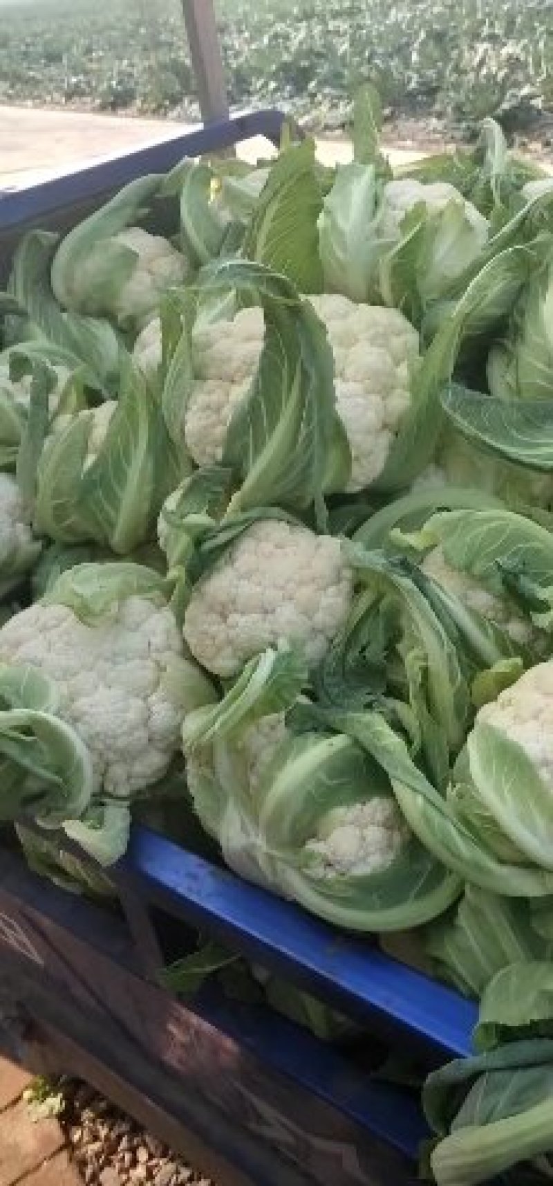 精品实花菜，散花菜，基地直供，提供各种包装，诚信代办！