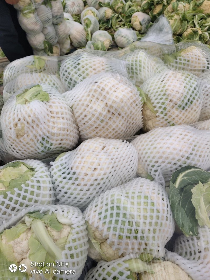 精品实花菜，散花菜，基地直供，提供各种包装，诚信代办！