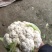 精品实花菜，散花菜，基地直供，提供各种包装，诚信代办！
