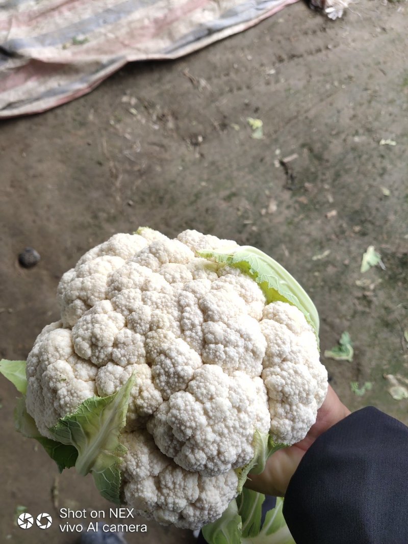 精品实花菜，散花菜，基地直供，提供各种包装，诚信代办！