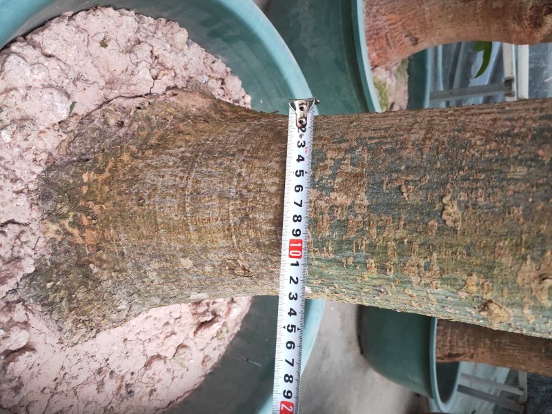 观叶植物发财树基地直发量大从优/欢迎下单咨询