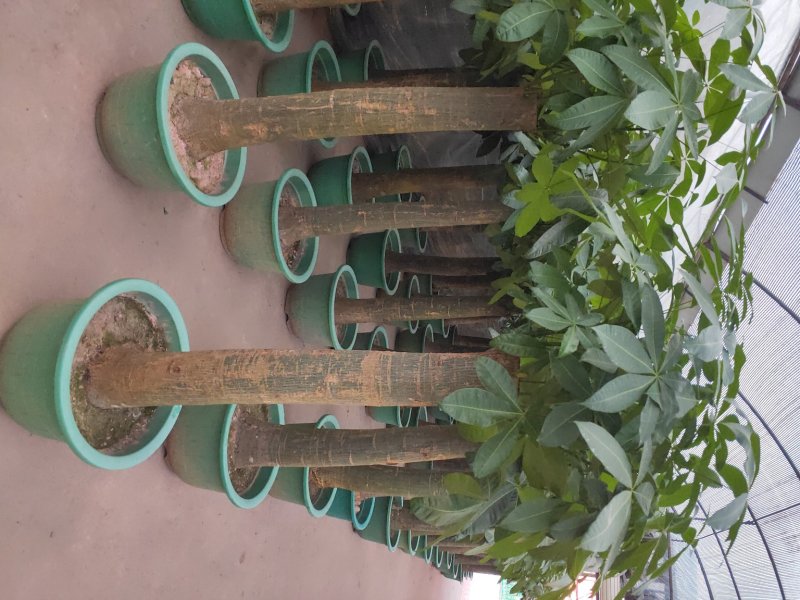 观叶植物发财树基地直发量大从优/欢迎下单咨询