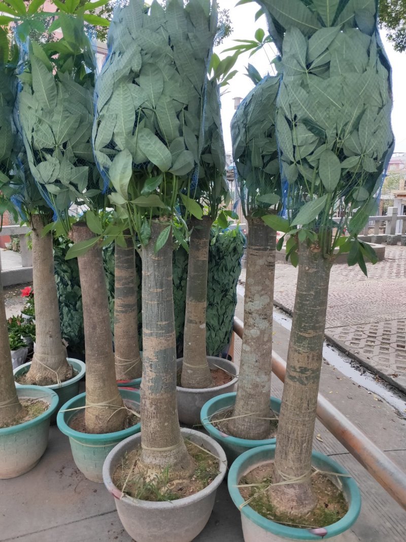 观叶植物发财树基地直发量大从优/欢迎下单咨询