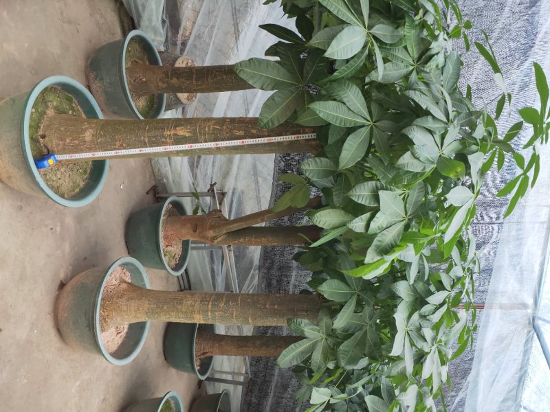 观叶植物发财树基地直发量大从优/欢迎下单咨询