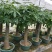 观叶植物发财树基地直发量大从优/欢迎下单咨询