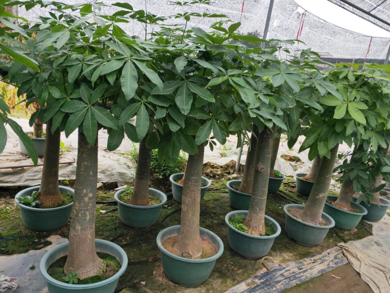 观叶植物发财树基地直发量大从优/欢迎下单咨询