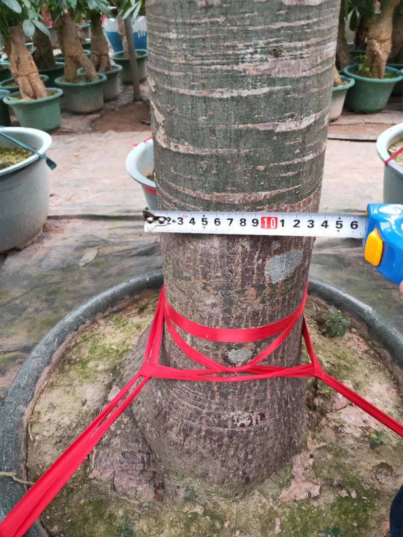 观叶植物发财树基地直发量大从优/欢迎下单咨询