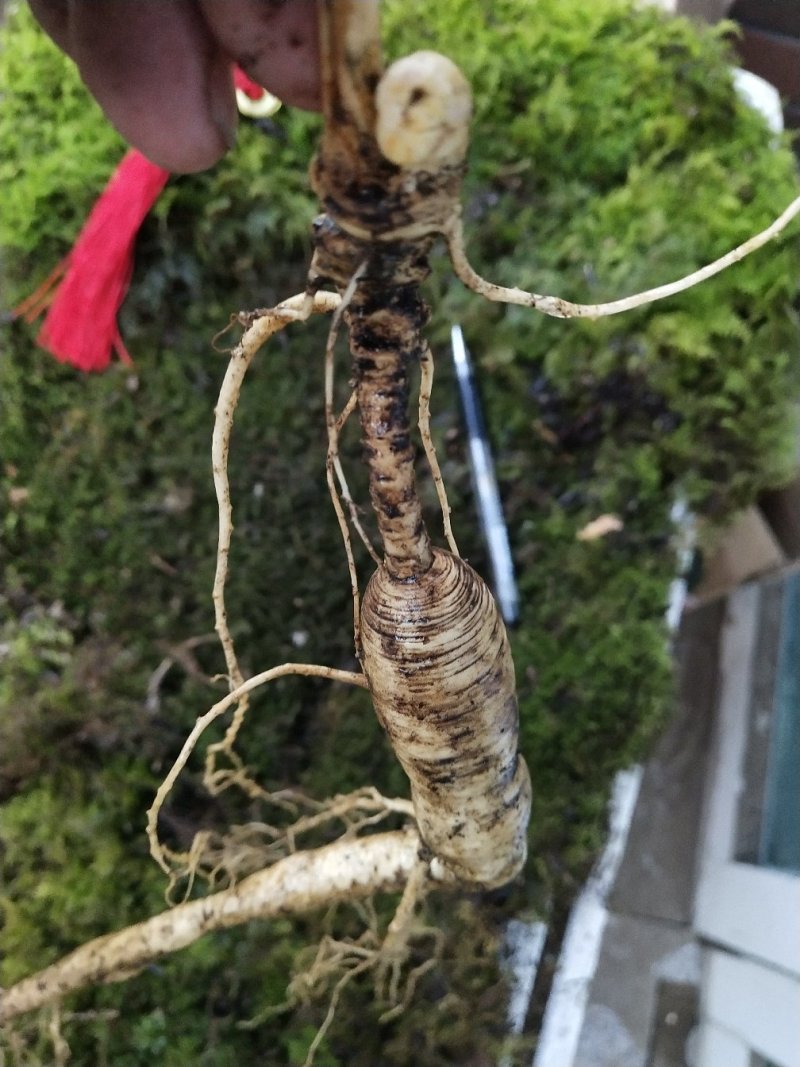 长白山林下觅货