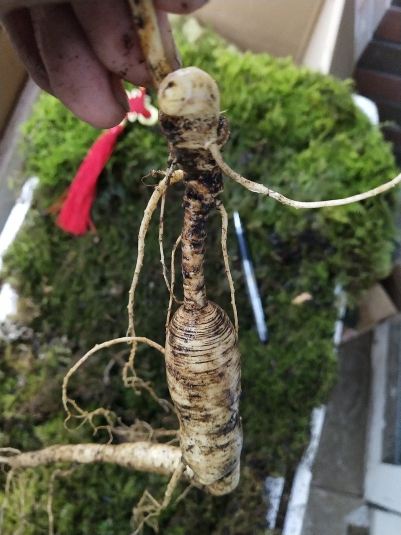 长白山林下觅货