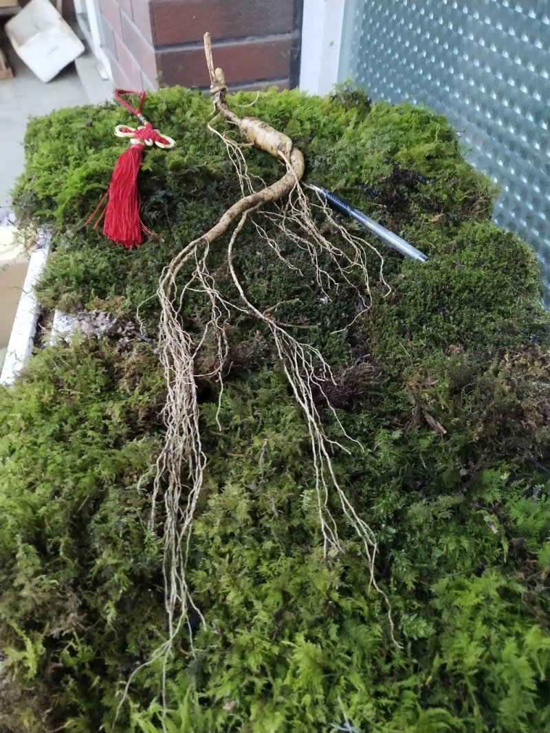 长白山林下觅货
