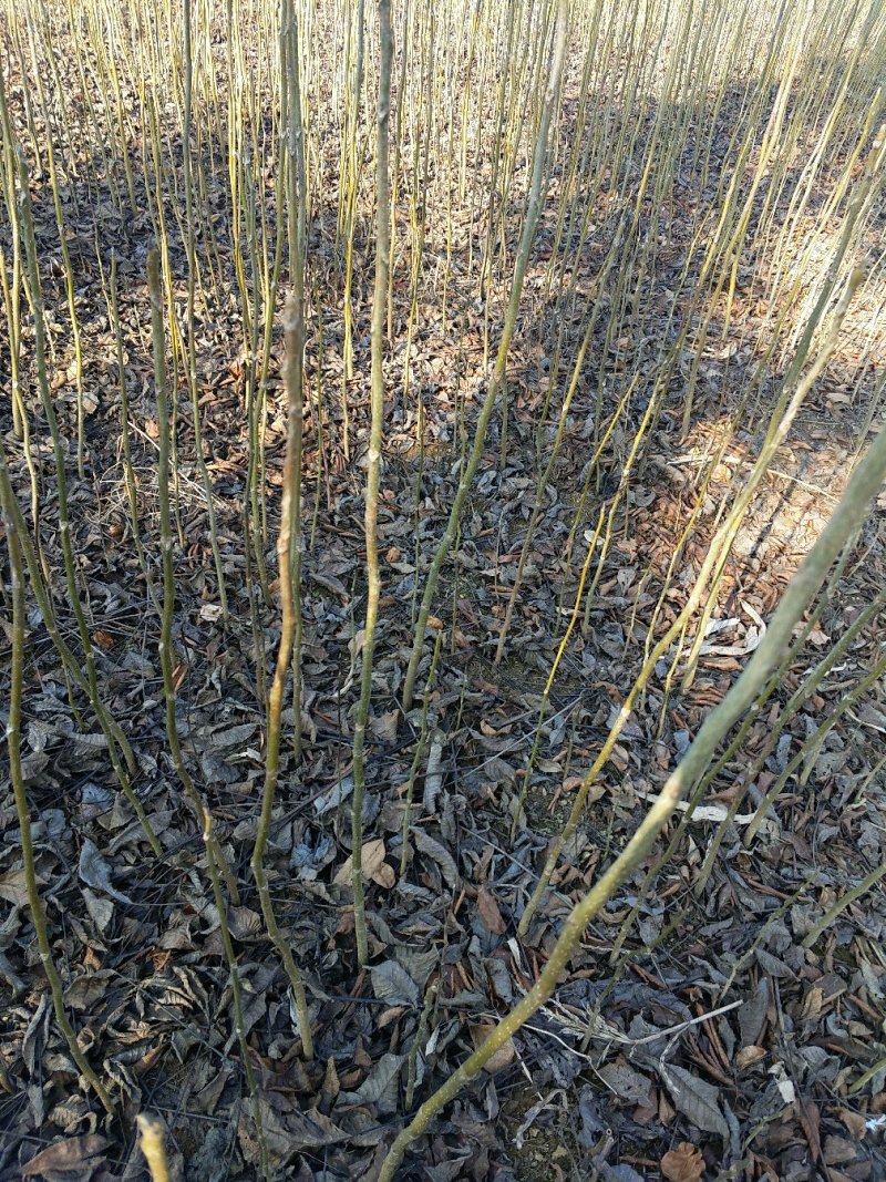 泡核桃苗