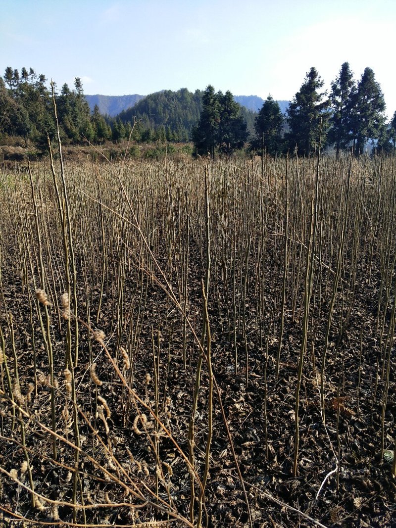 泡核桃苗
