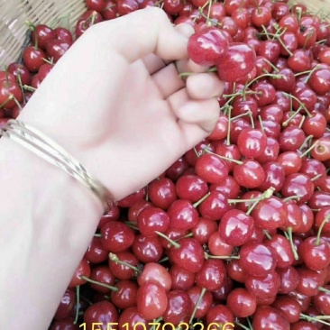 玛瑙红樱桃
