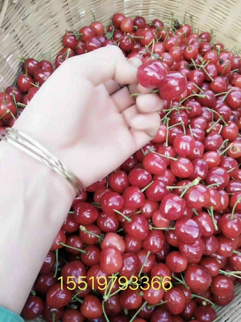 玛瑙红樱桃