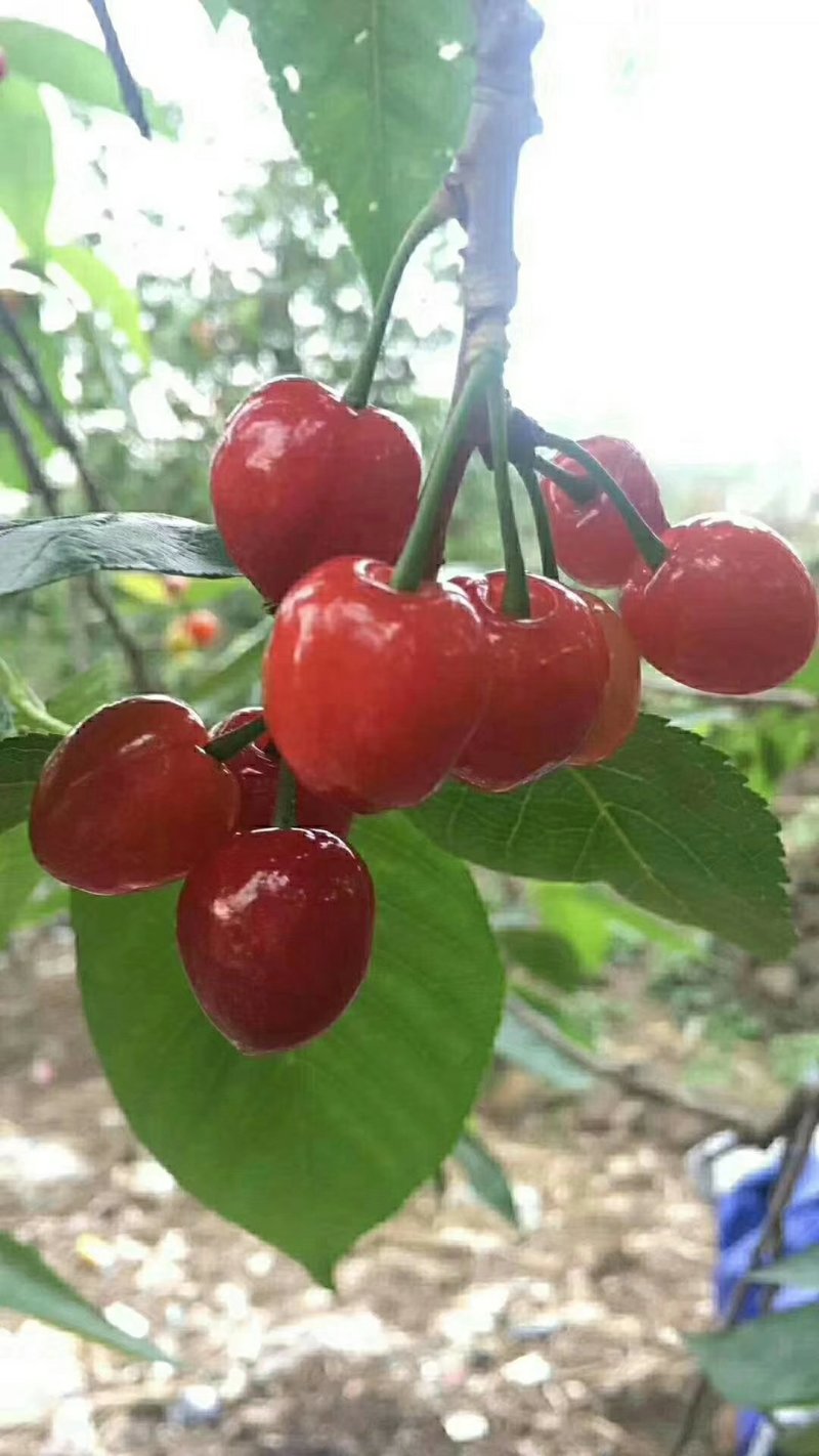 玛瑙红樱桃