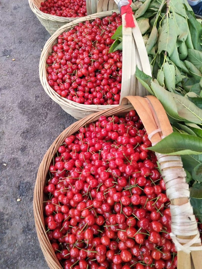 玛瑙红樱桃