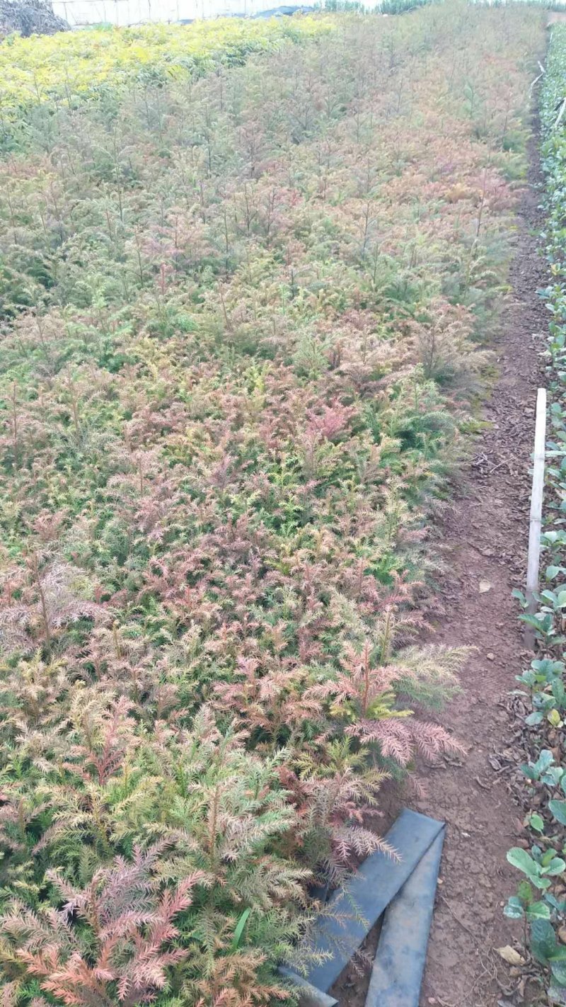 柳杉苗柏木苗藏柏苗