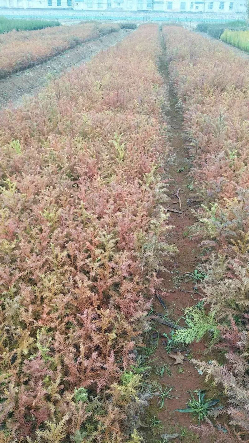 柳杉苗柏木苗藏柏苗