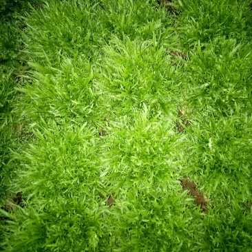 菊花苦菊