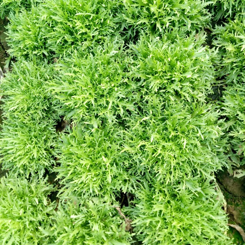 菊花苦菊
