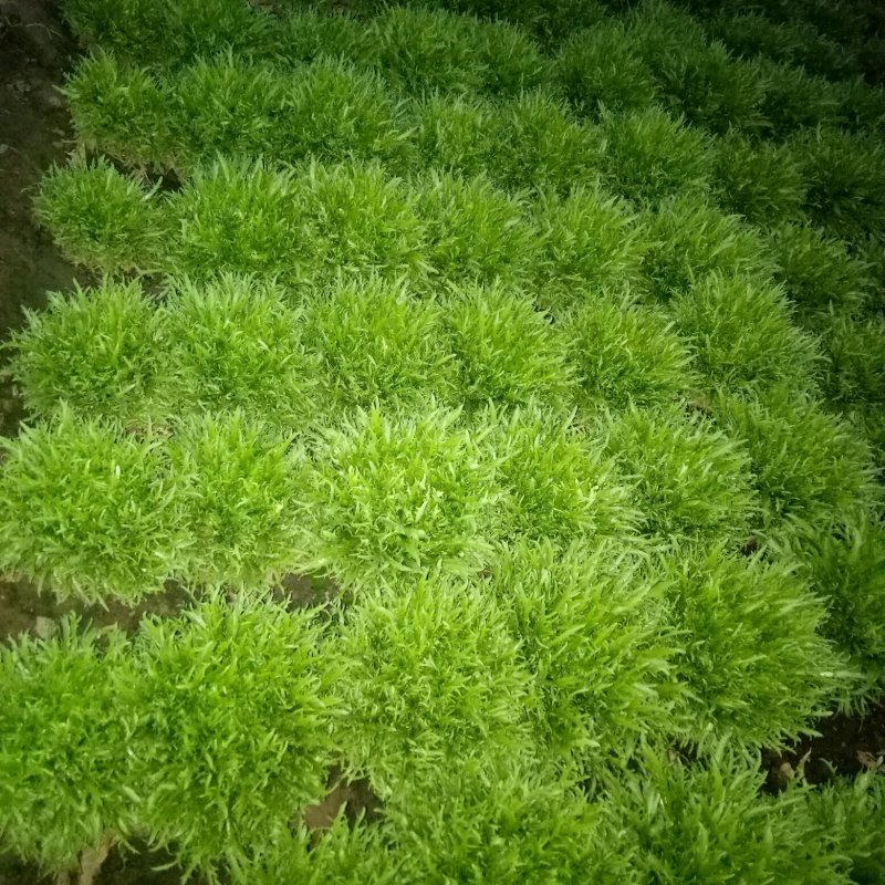 菊花苦菊