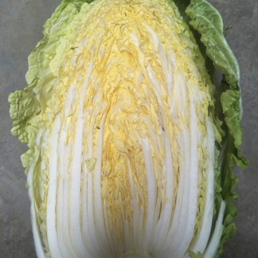 黄心白菜，产地直销，保证质量，净菜4一6斤。