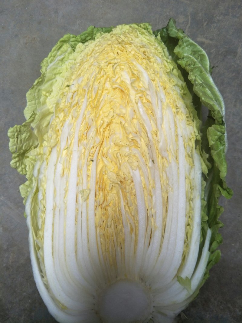 黄心白菜，产地直销，保证质量，净菜4一6斤。