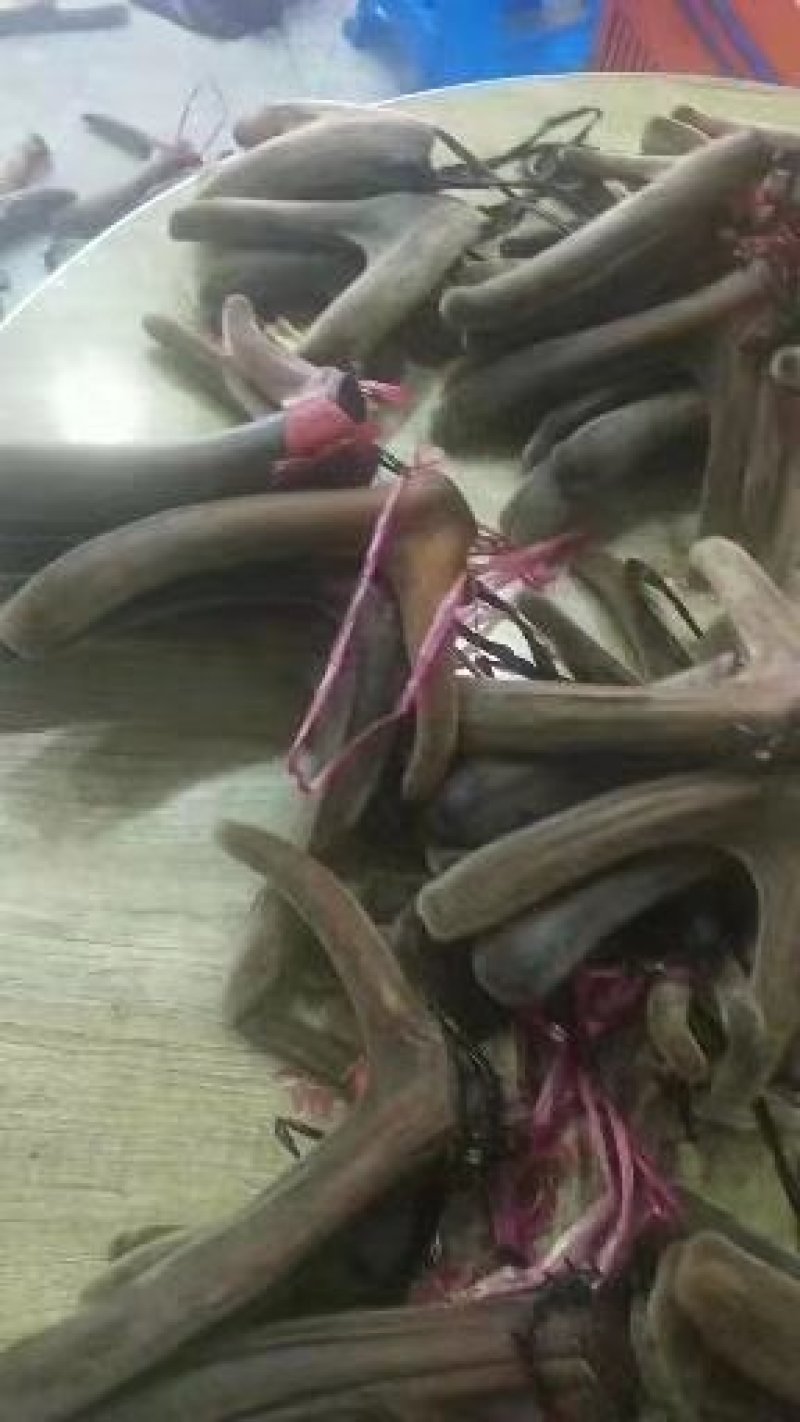 【鹿茸】精品梅花鹿干鹿茸，可切片或连刀切