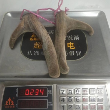 【鹿茸】精品梅花鹿干鹿茸，可切片或连刀切
