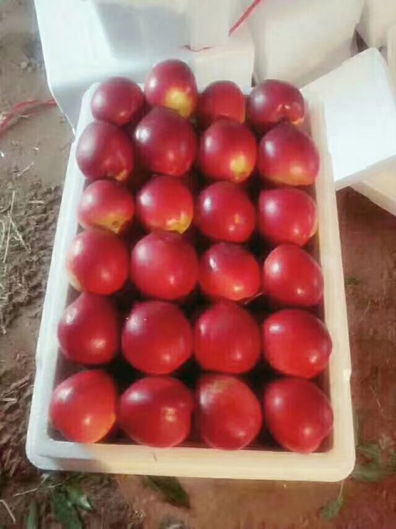 大棚油桃