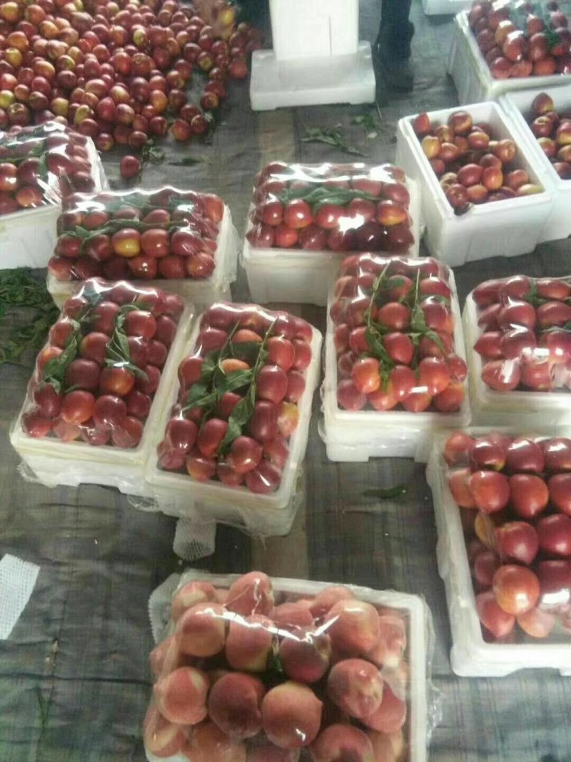 大棚油桃