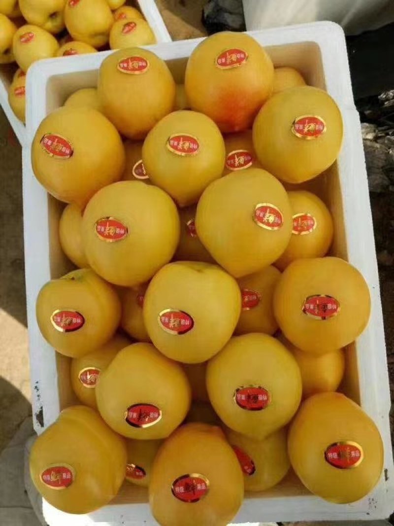 大棚油桃
