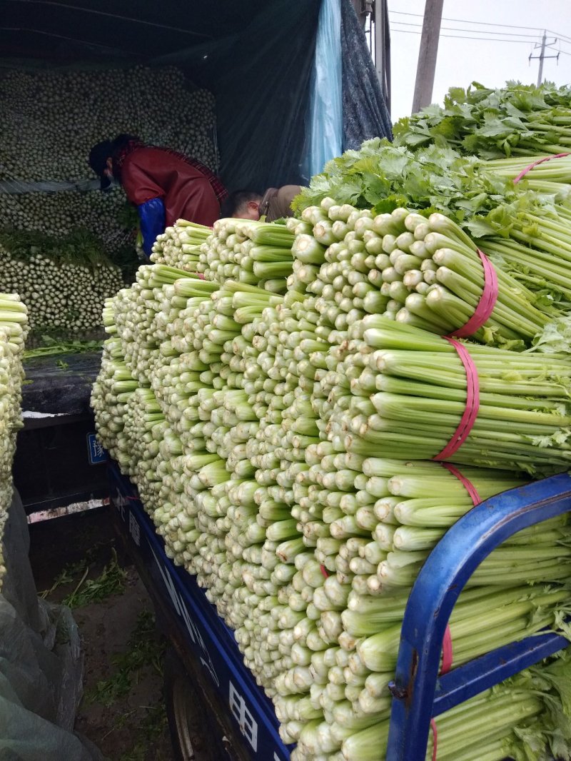 西芹，大棚芹菜，叶青茎亮，中小棵菜，产区现货保证质量合格