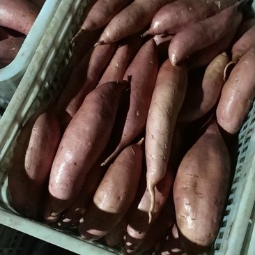 龙薯九