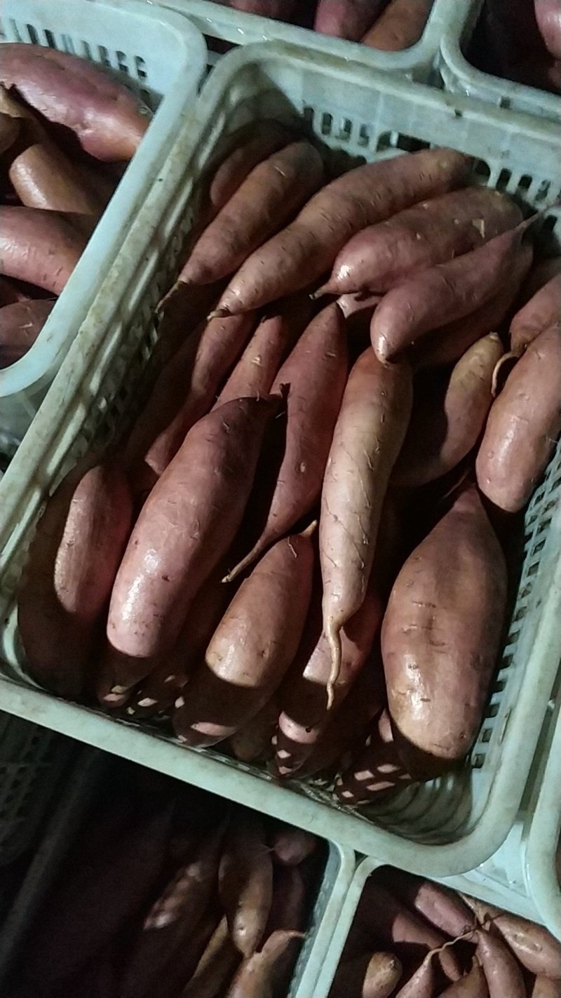 龙薯九