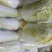 精品小娃娃菜、品质保证