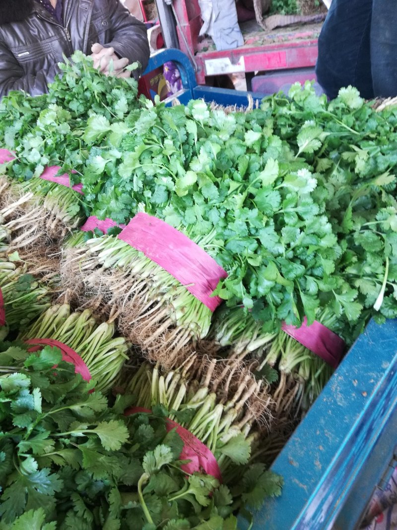 【有好货】大叶香菜，多年专业蔬菜代办，价格合理，市场收货