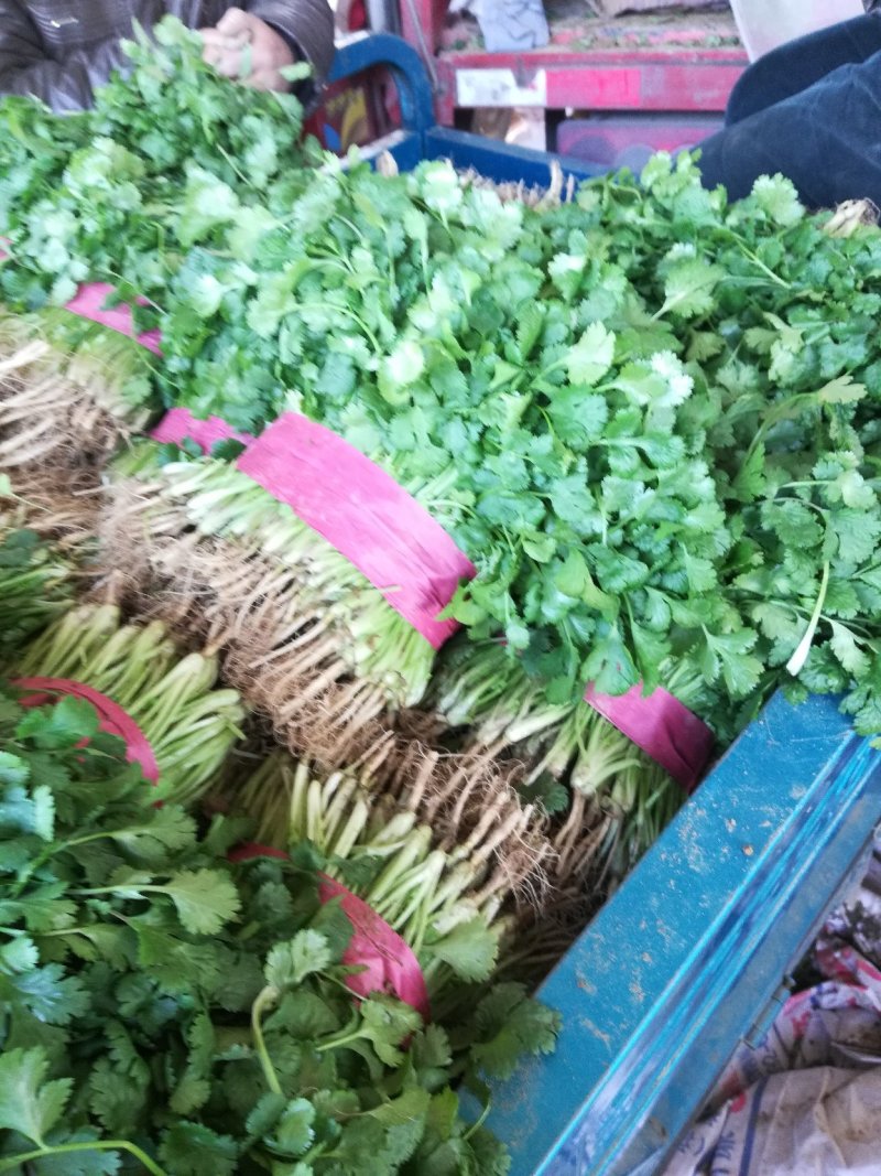 【有好货】大叶香菜，多年专业蔬菜代办，价格合理，市场收货
