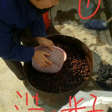 山茶籽油
