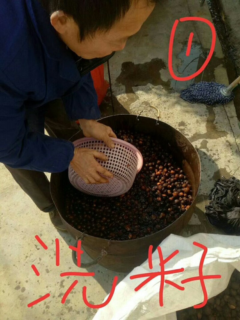 山茶籽油